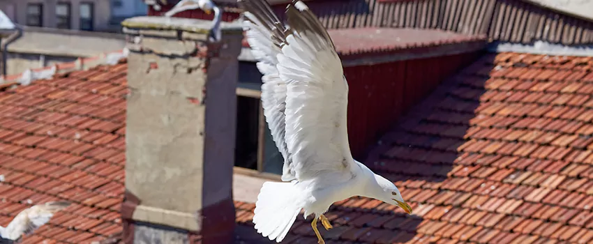 Residential Chimney Animal Removal Solution in Rocky River, OH