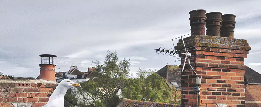 Chimney Cleaning And Restoration in Rocky River, Ohio